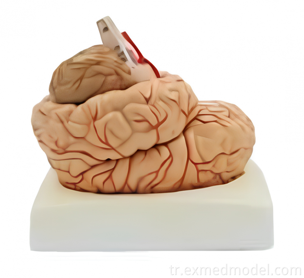 Brain with Artery and Nerves